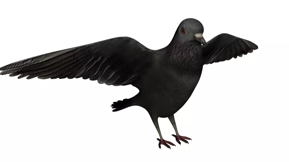 Dove 3d rigged model 3D model_0