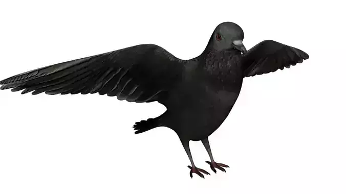 Dove 3d rigged model