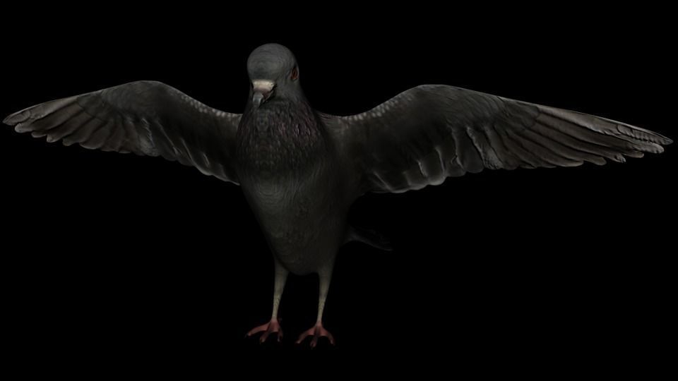 Dove 3d rigged model 3D model_1