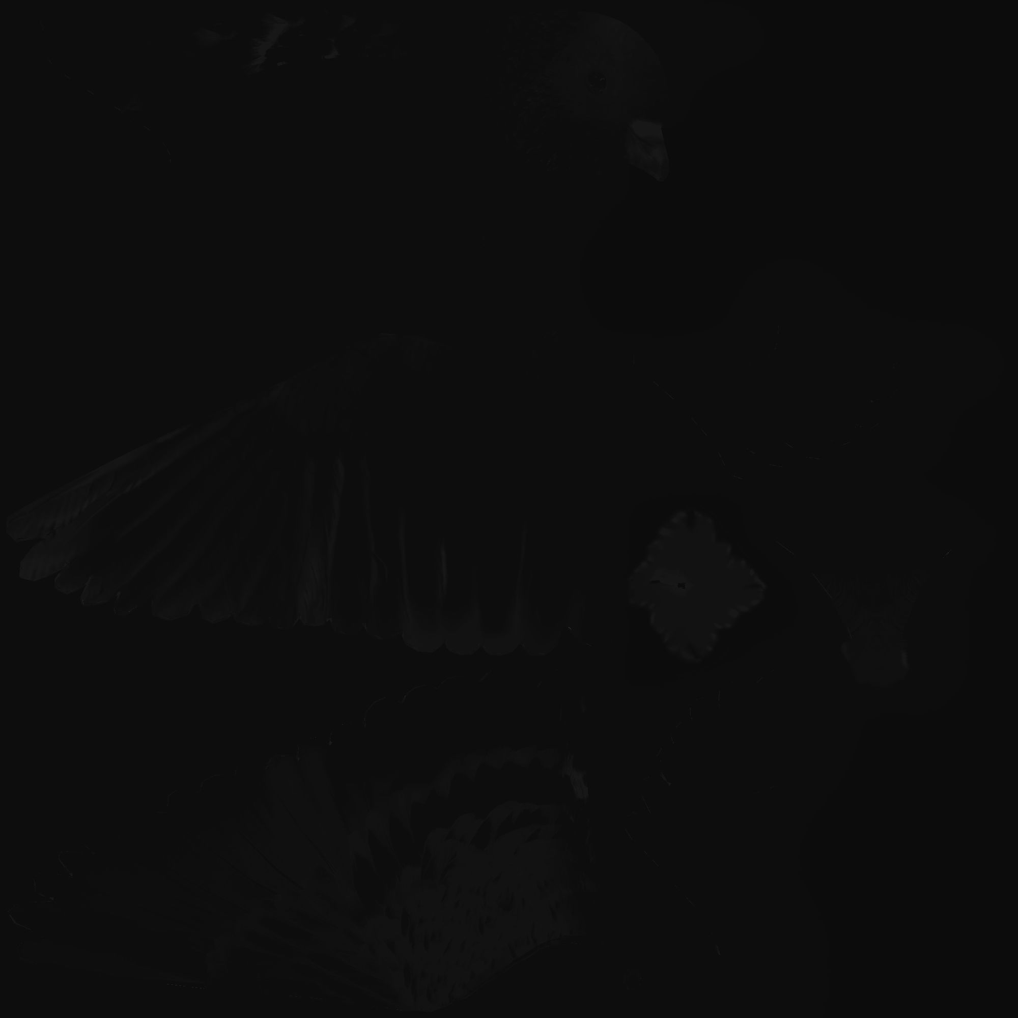 Dove 3d rigged model 3D model_5