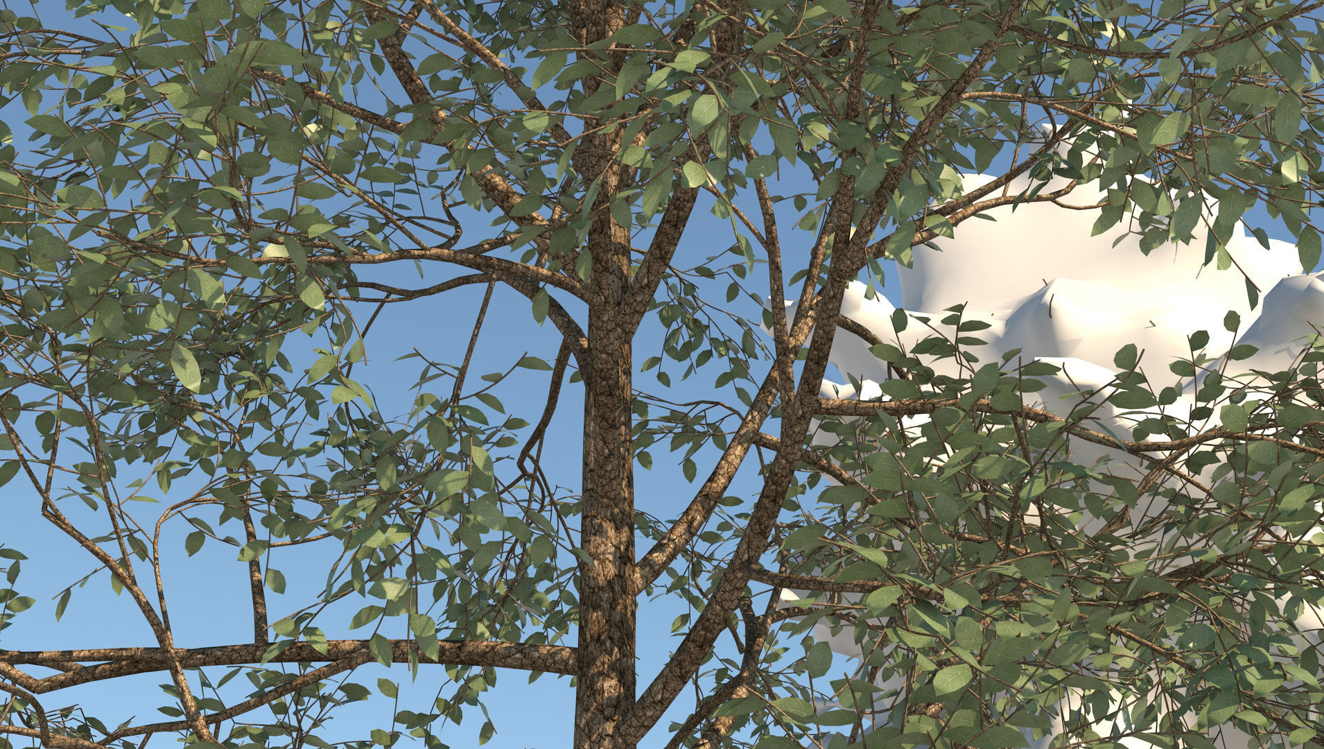 Season White Birch Tree 3D model_8