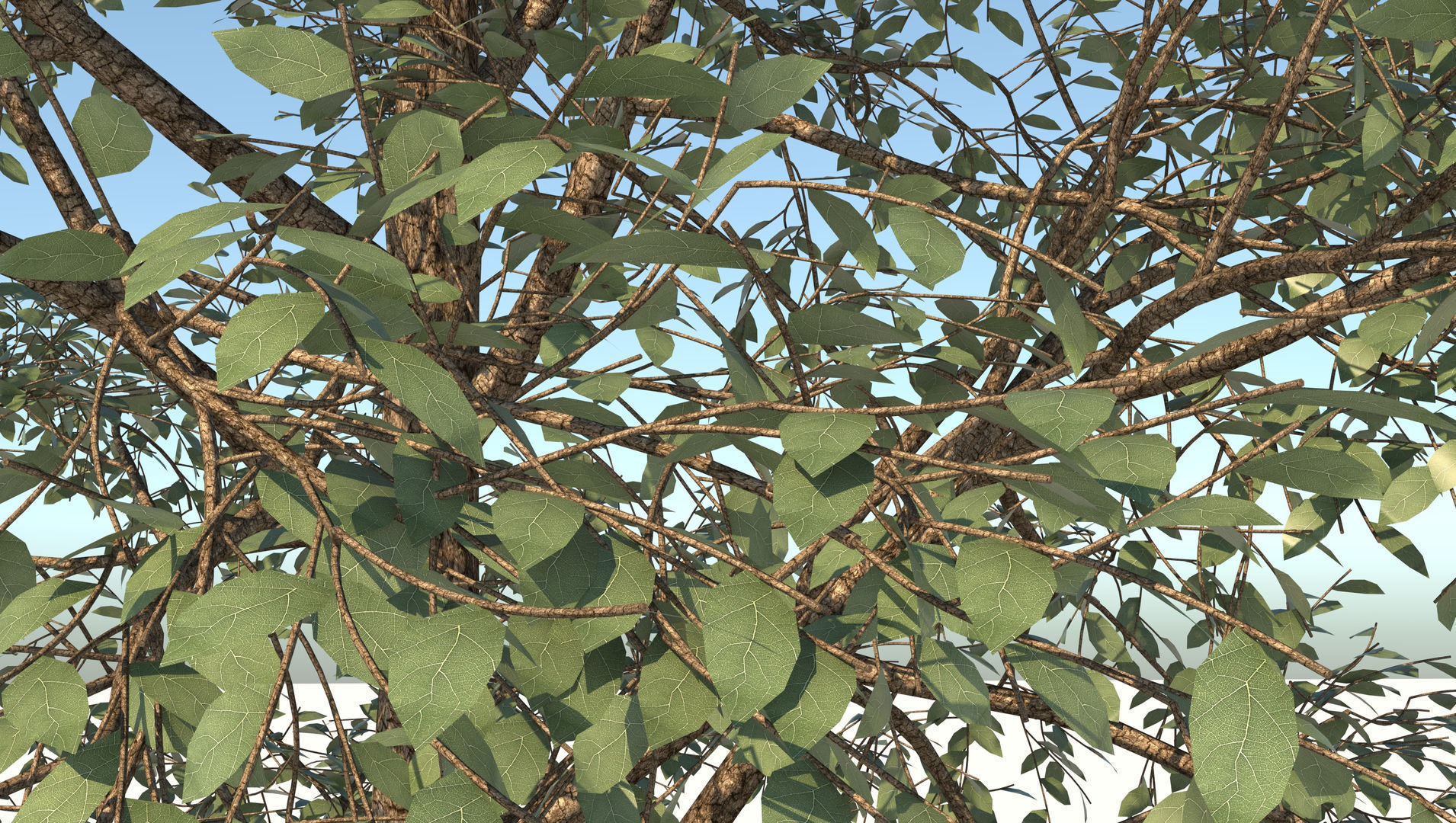 Season White Birch Tree 3D model_9