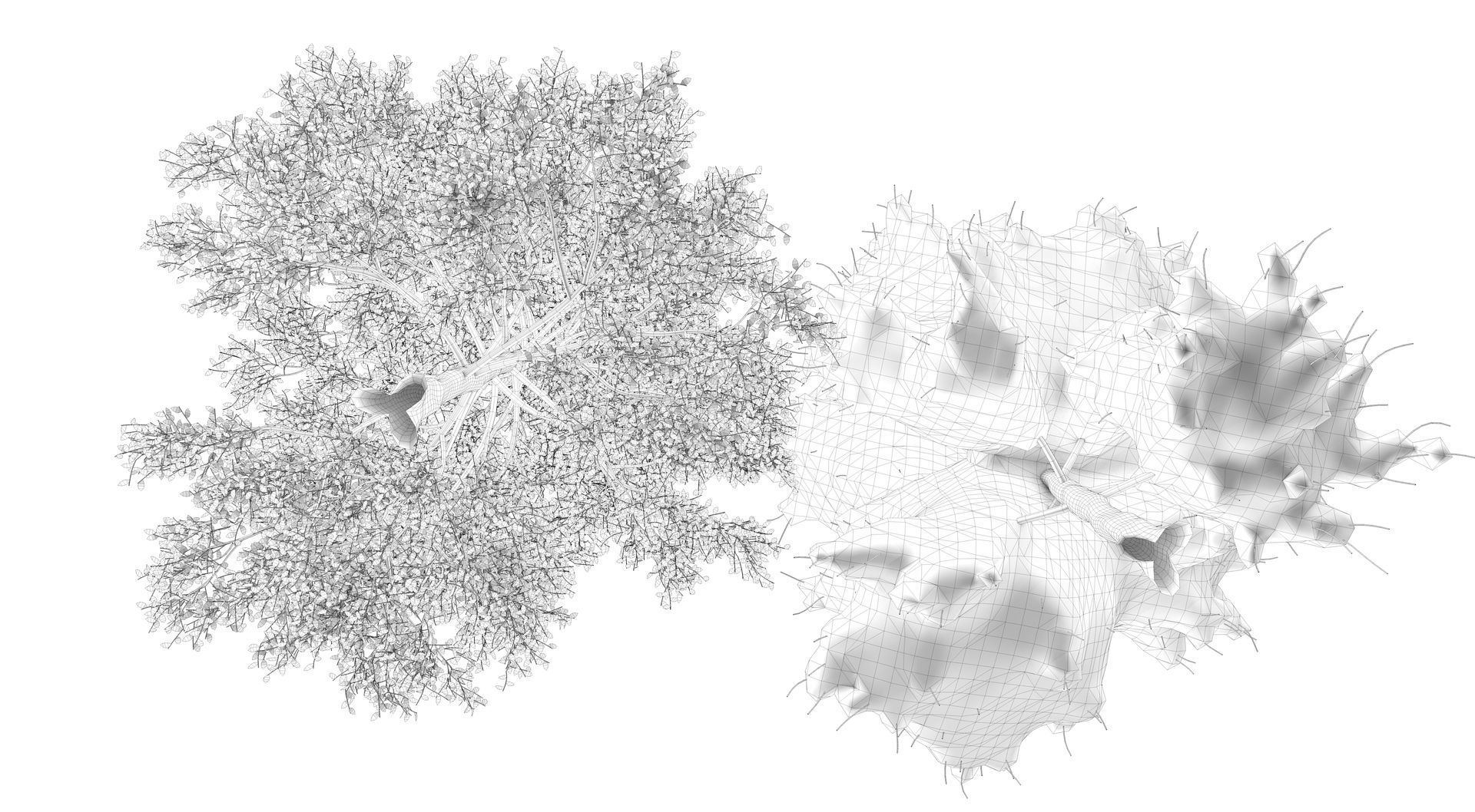 Season White Birch Tree 3D model_13