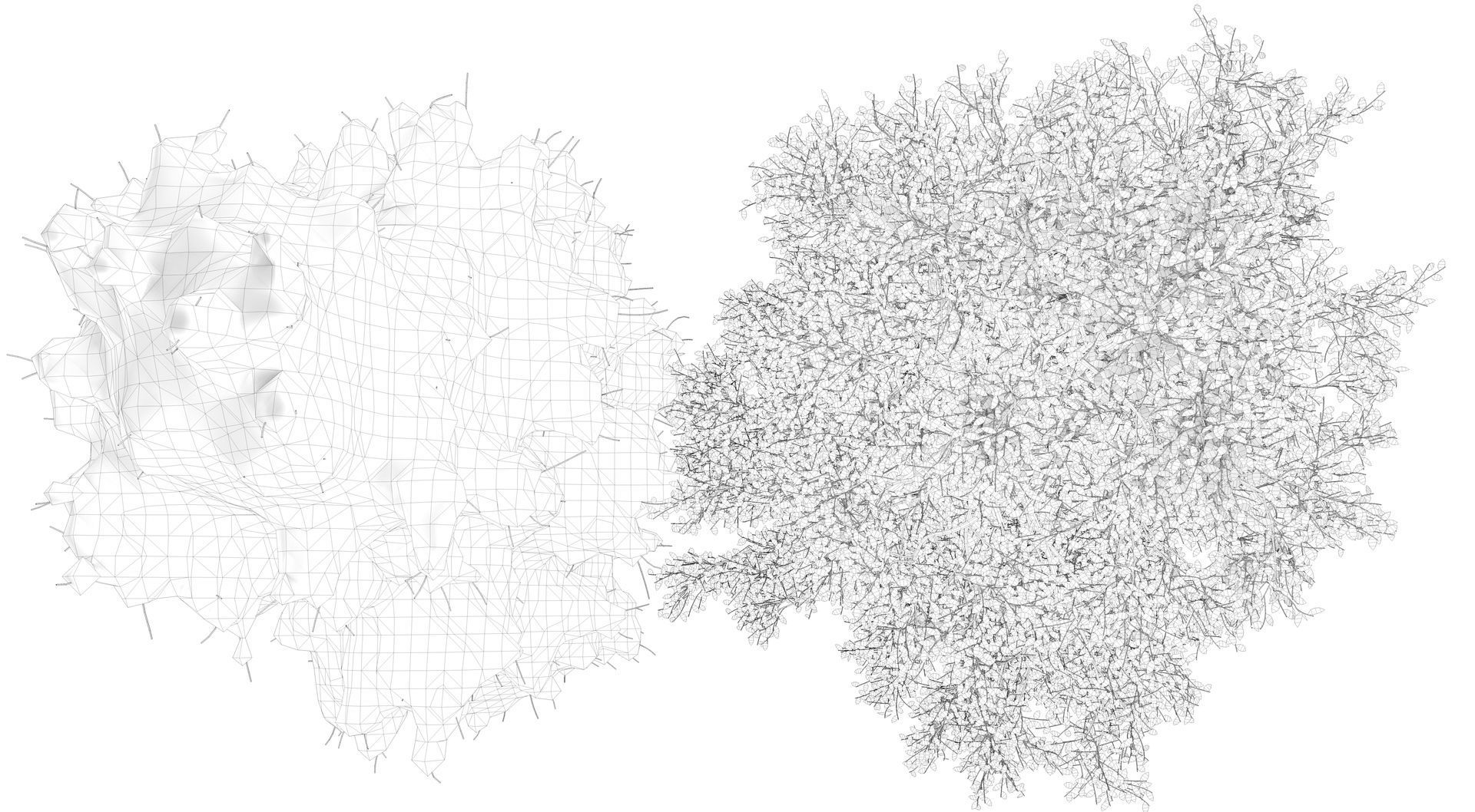 Season White Birch Tree 3D model_15