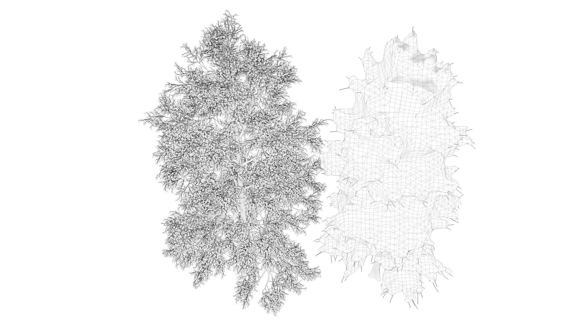 Season White Birch Tree 3D model_11
