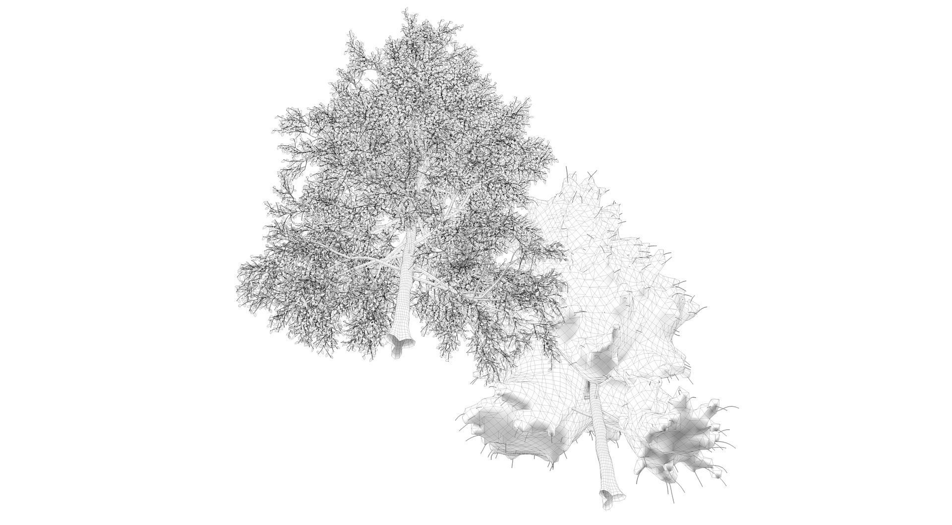 Season White Birch Tree 3D model_12