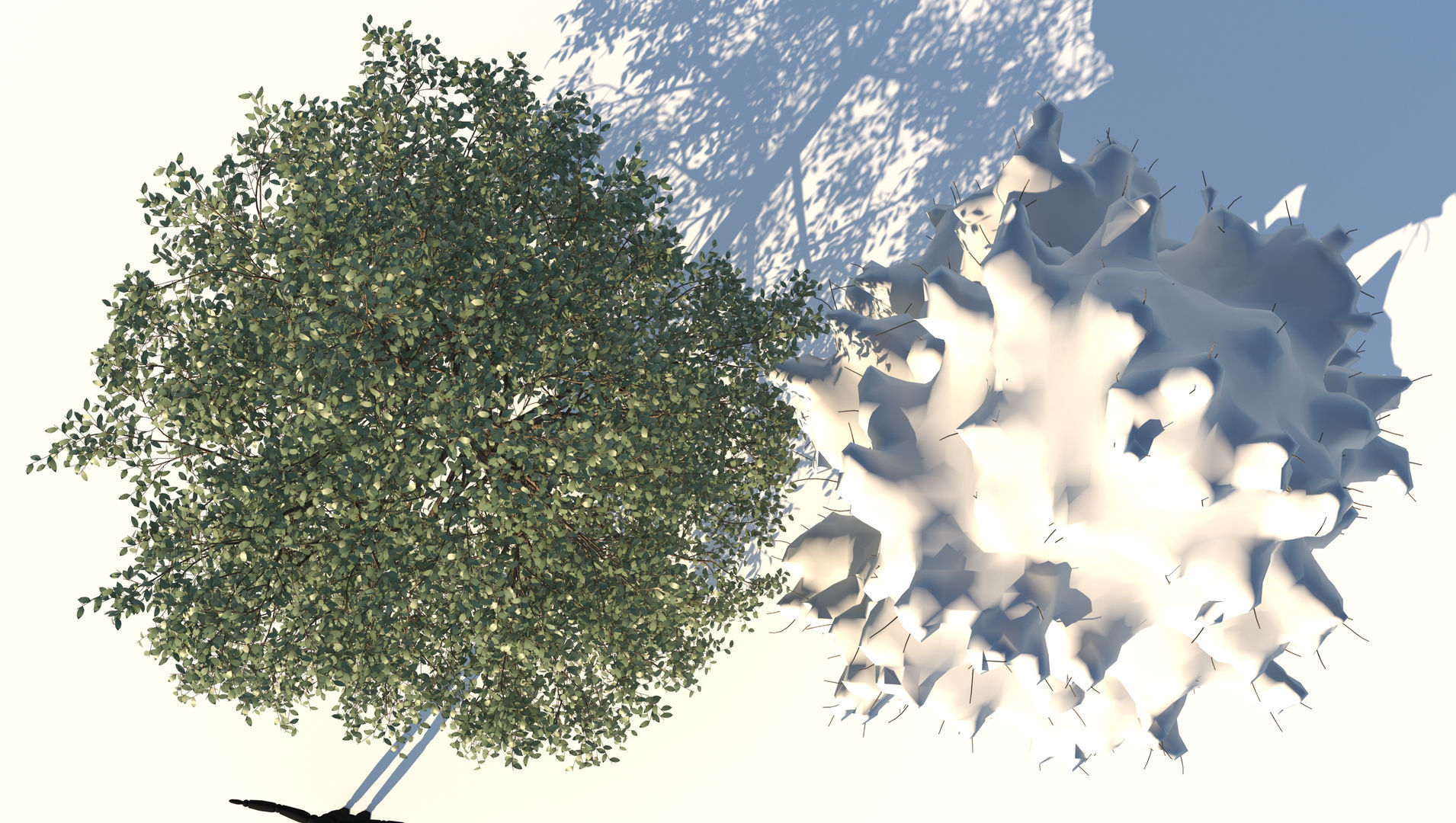 Season White Birch Tree 3D model_6