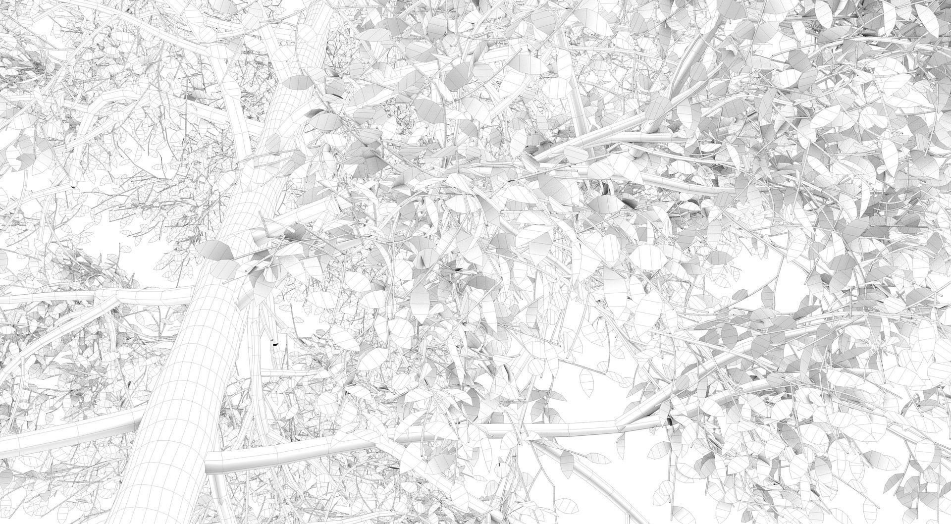 Season White Birch Tree 3D model_16