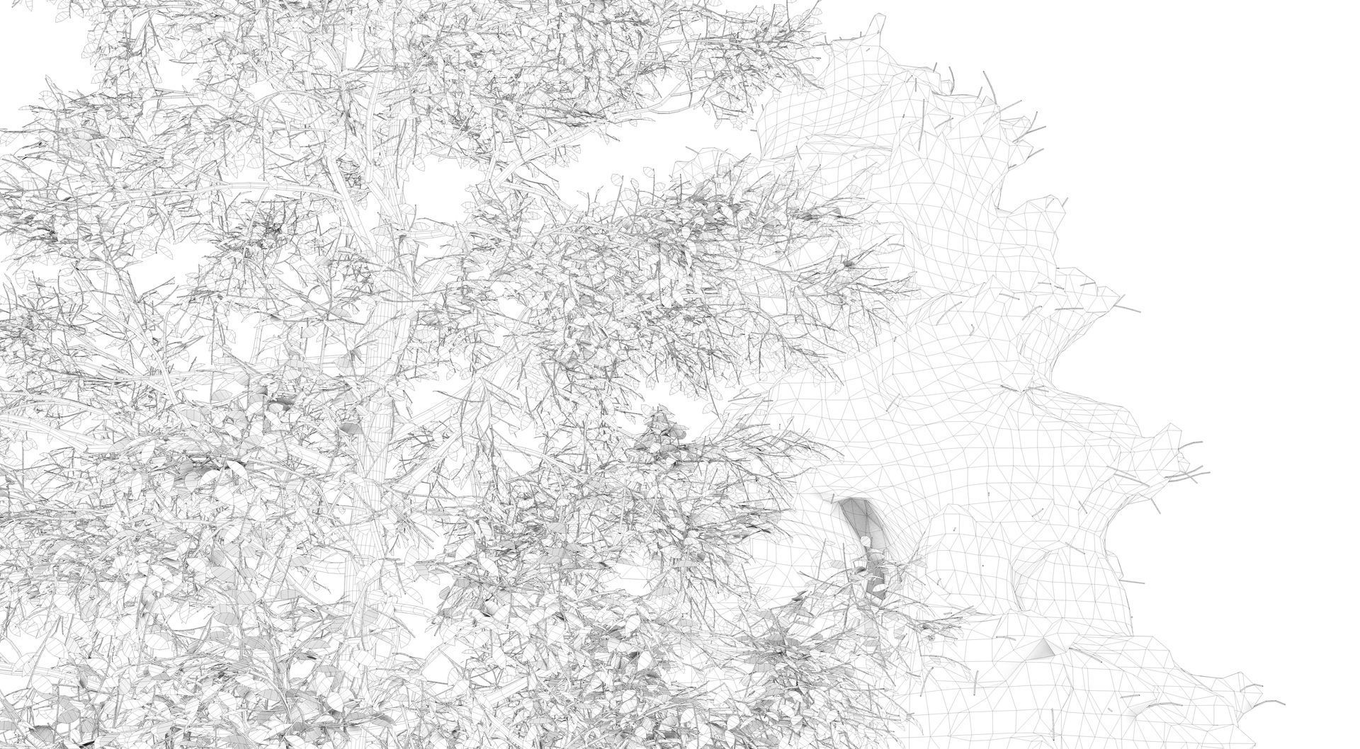 Season White Birch Tree 3D model_14