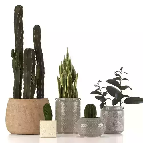 Plant Collection two cactus plants in vase