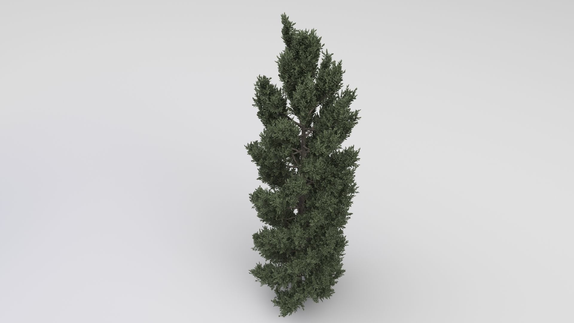 Tuscan Cypress Tree 3D model_2