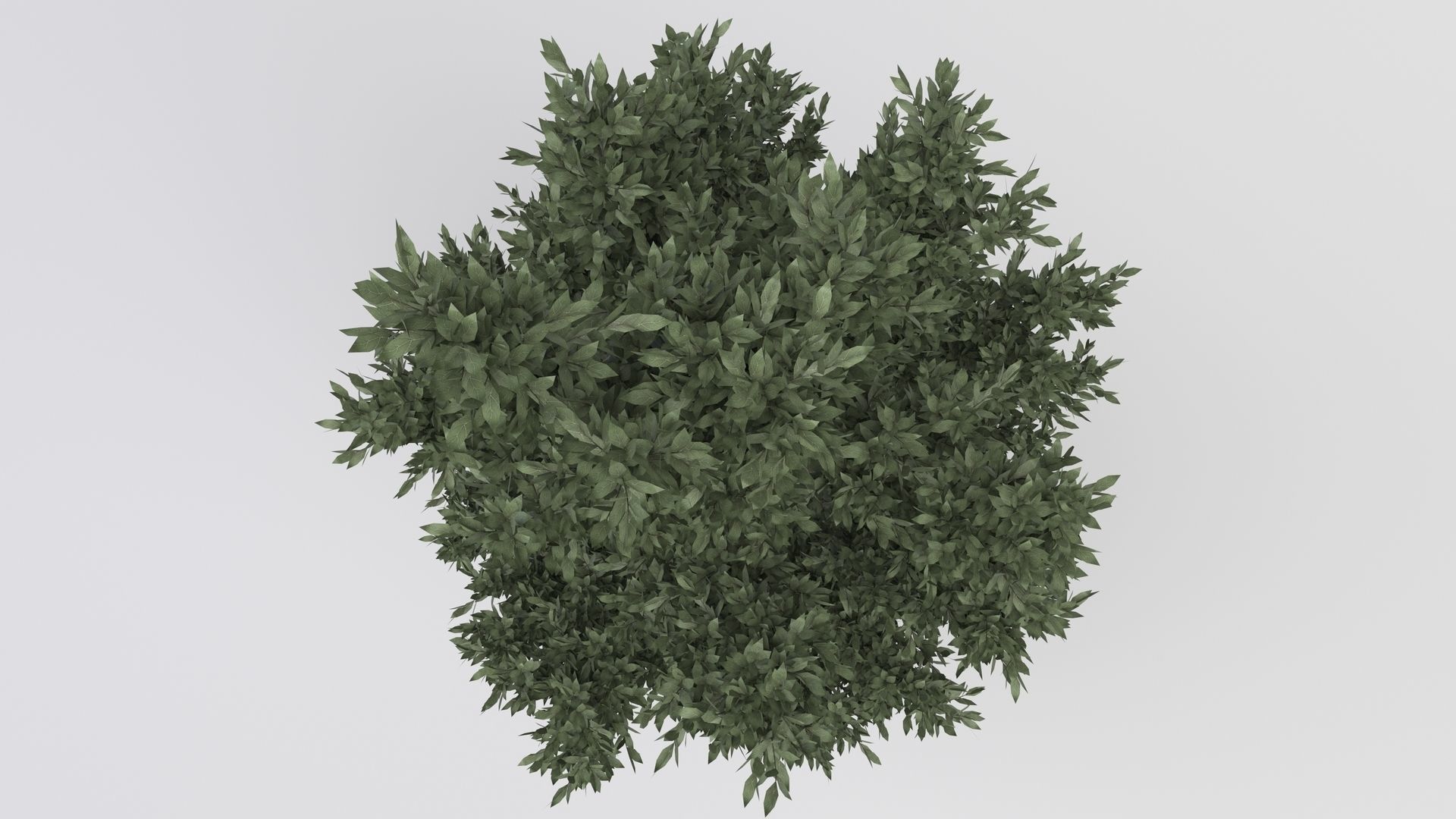 Tuscan Cypress Tree 3D model_3