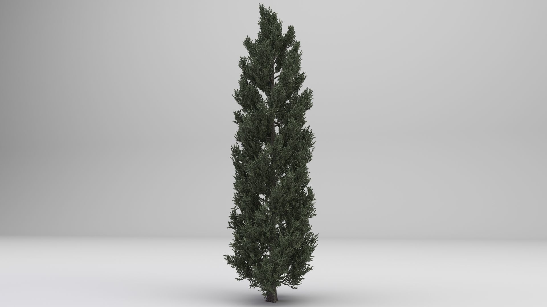 Tuscan Cypress Tree 3D model_7