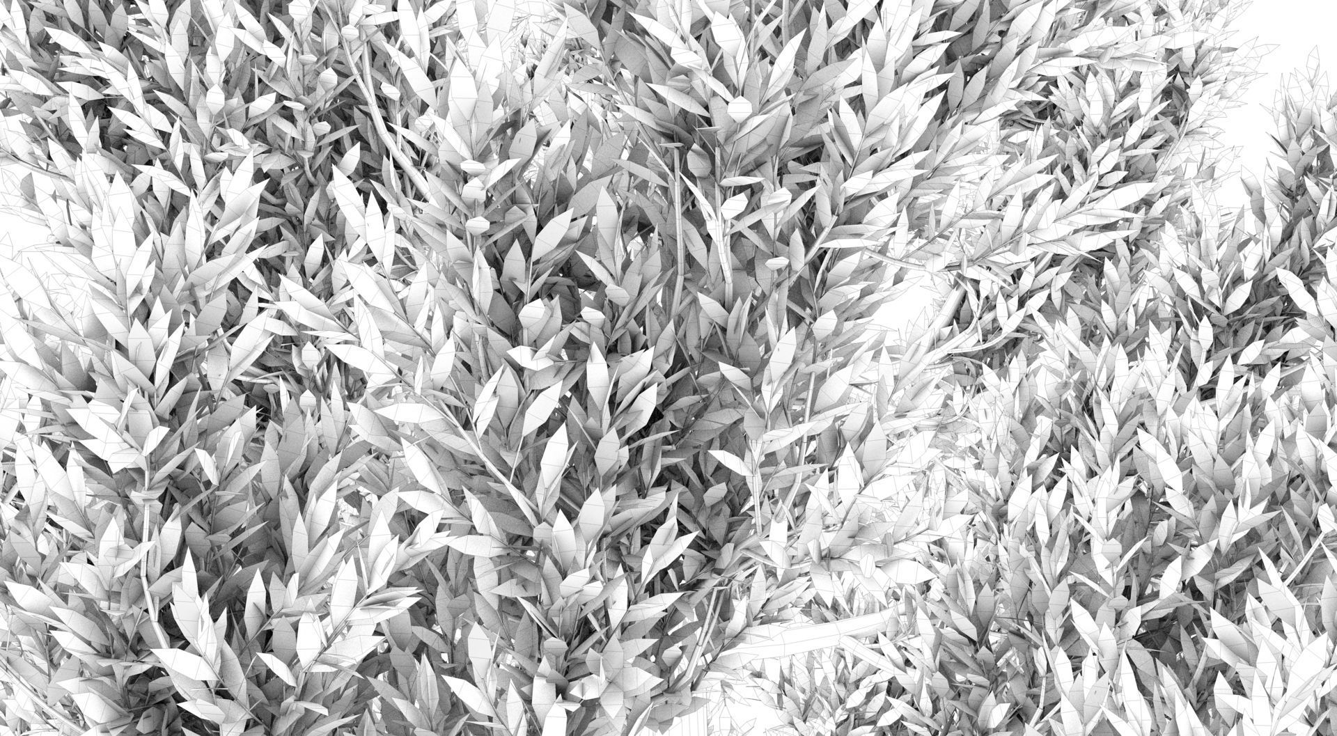 Tuscan Cypress Tree 3D model_12