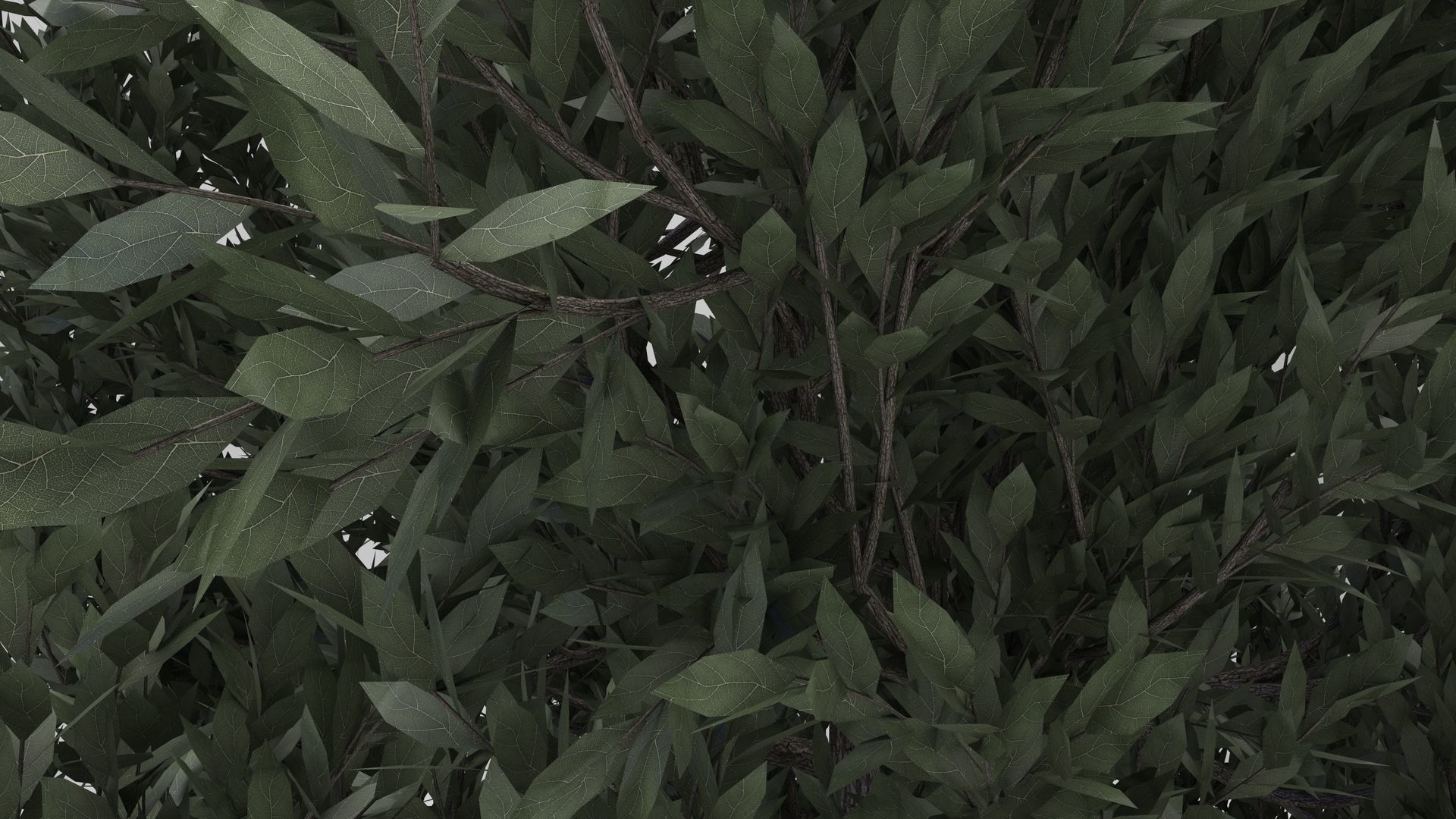 Tuscan Cypress Tree 3D model_5