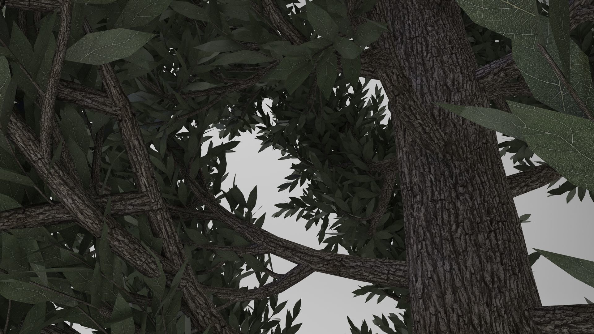 Tuscan Cypress Tree 3D model_6