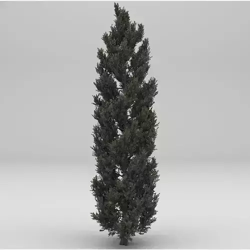 Tuscan Cypress Tree 3D model