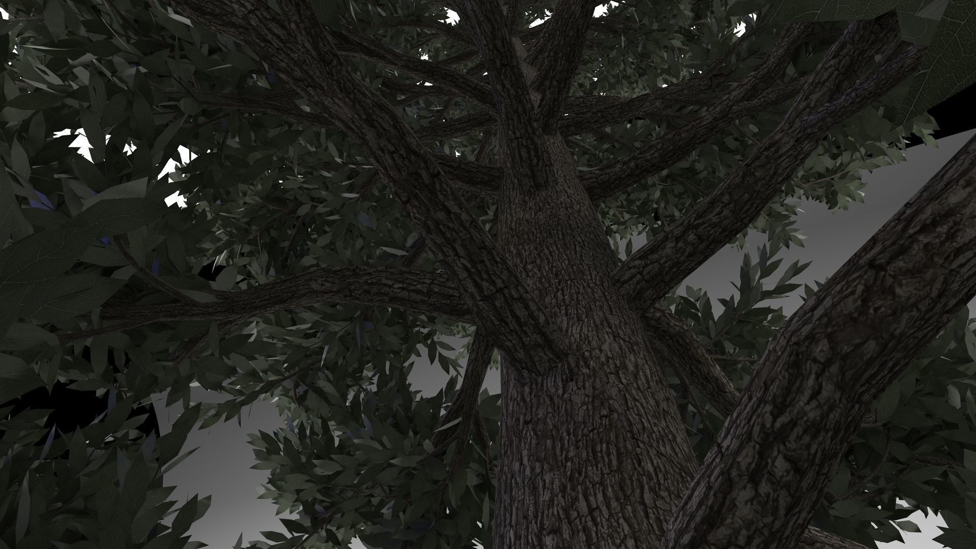 Tuscan Cypress Tree 3D model_4