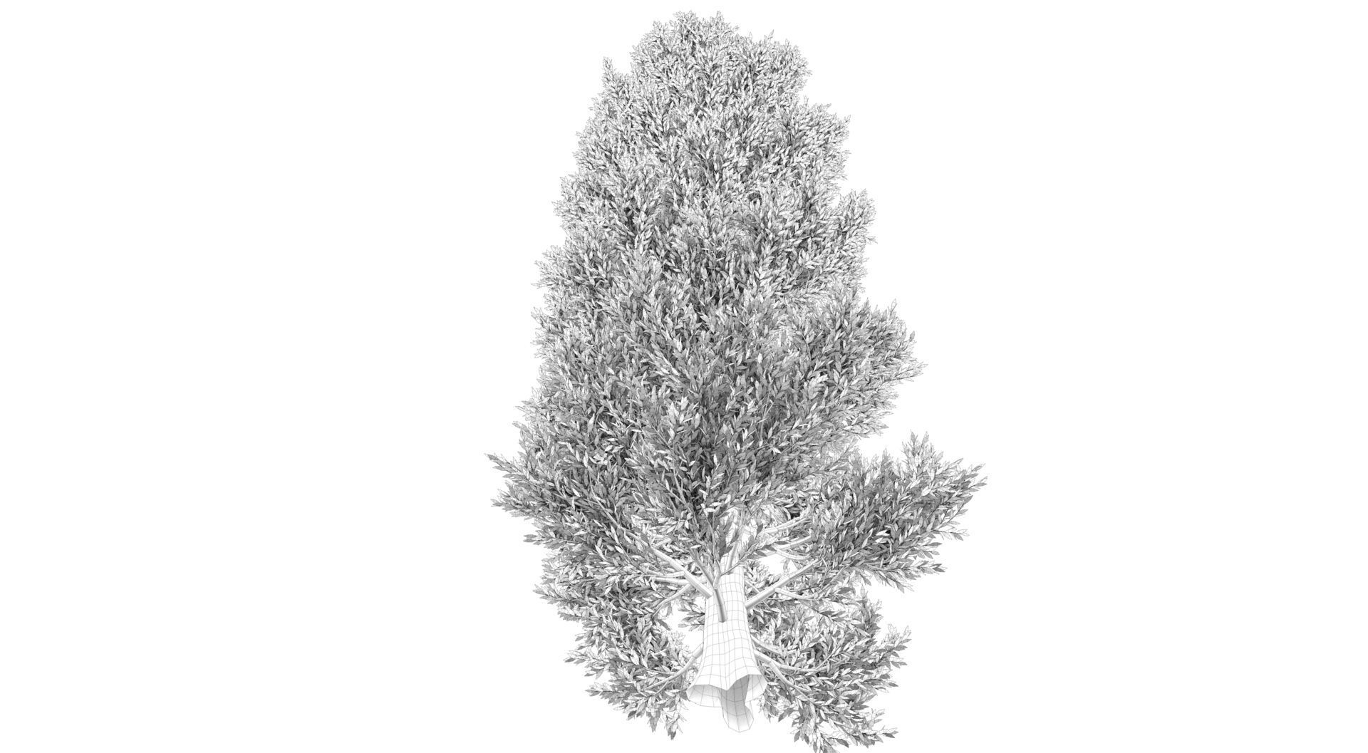 Tuscan Cypress Tree 3D model_10