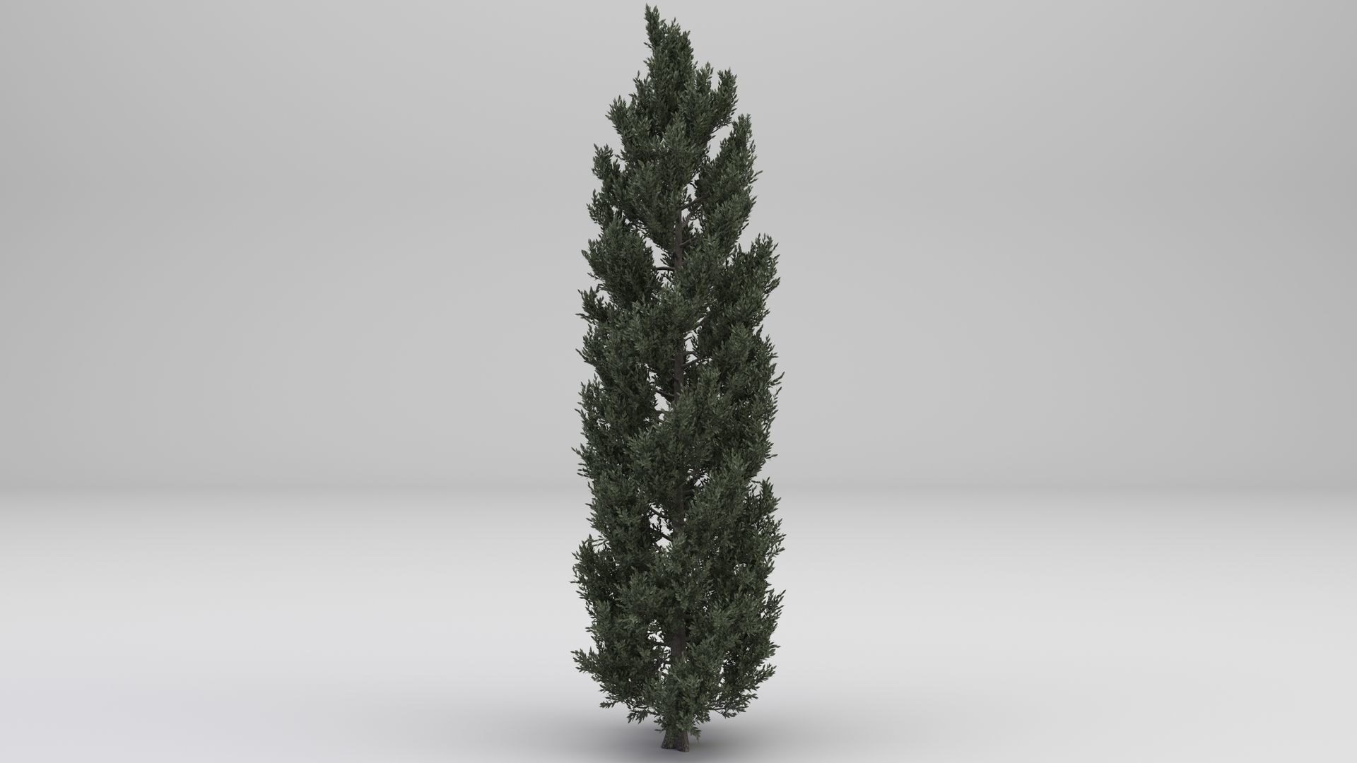 Tuscan Cypress Tree 3D model_1