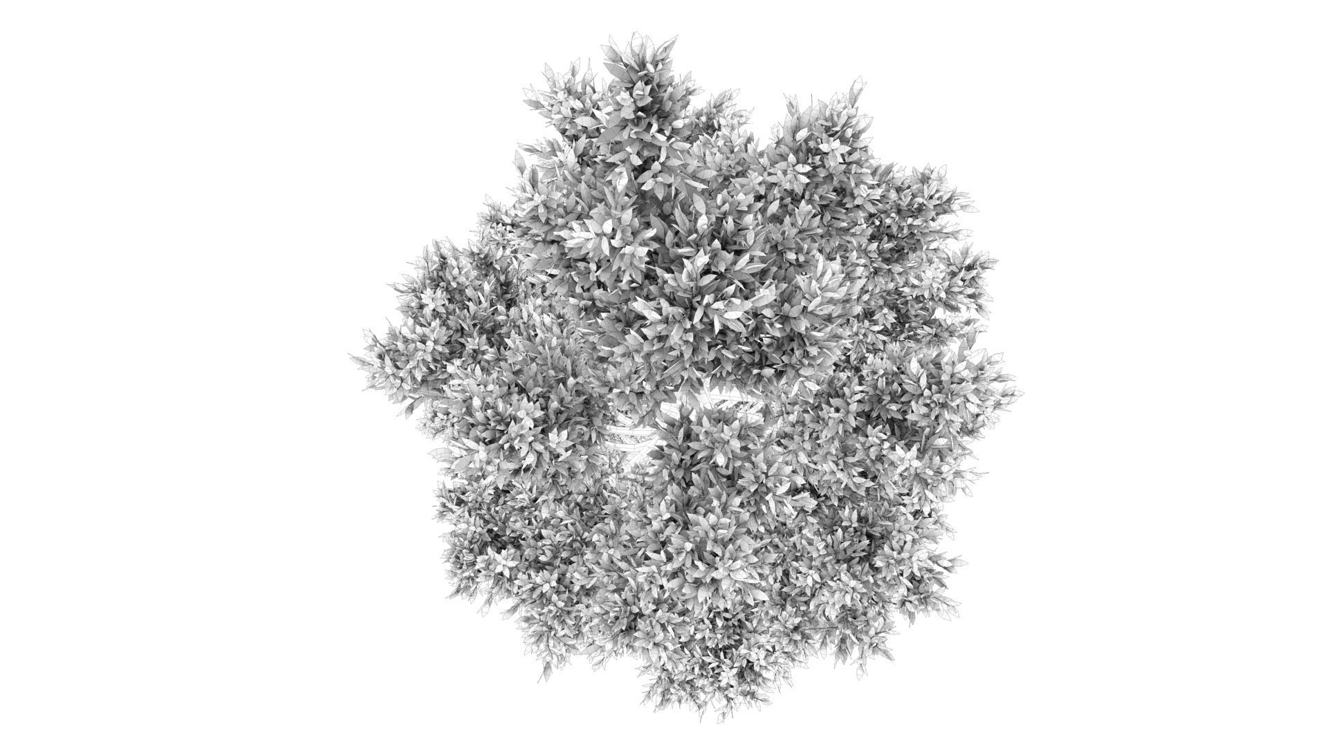 Tuscan Cypress Tree 3D model_13