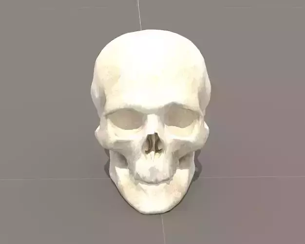 Skull human