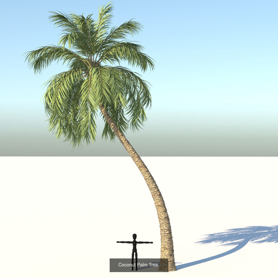 Tree Collection palm with cross _6