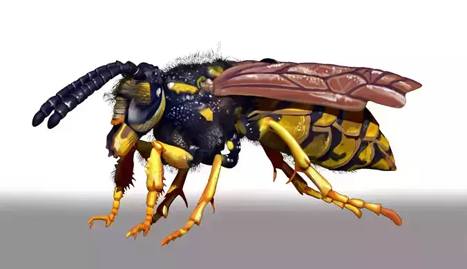 Wasp Character