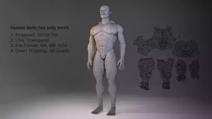 Low Poly Male Body Model