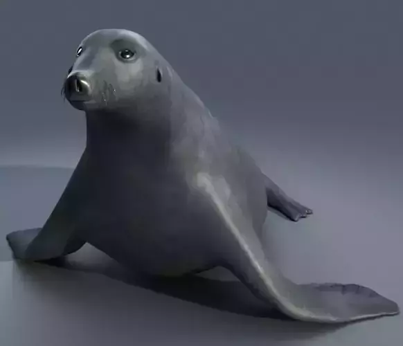 Sea Lion Seal