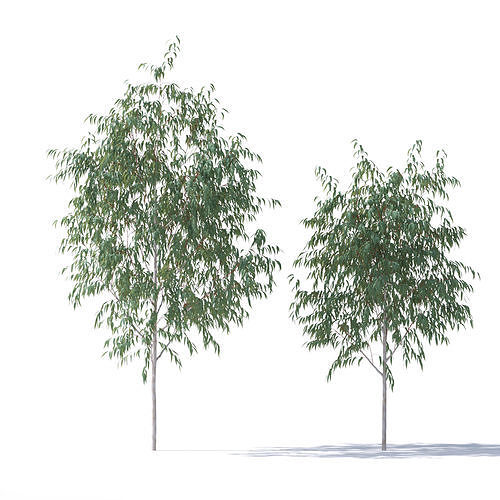 Eucalyptus Pauciflora  3D model