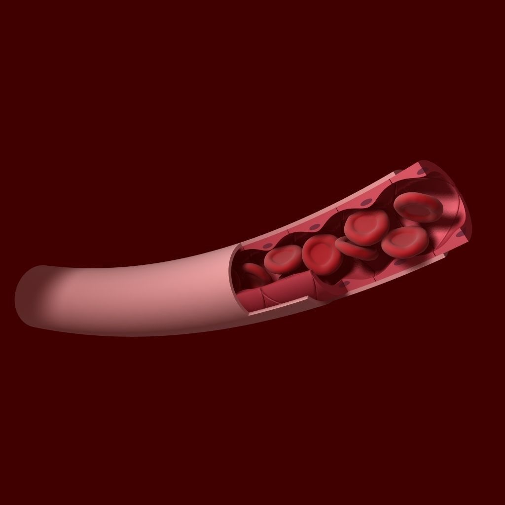 Blood Vessel Cutaway 3D model_4