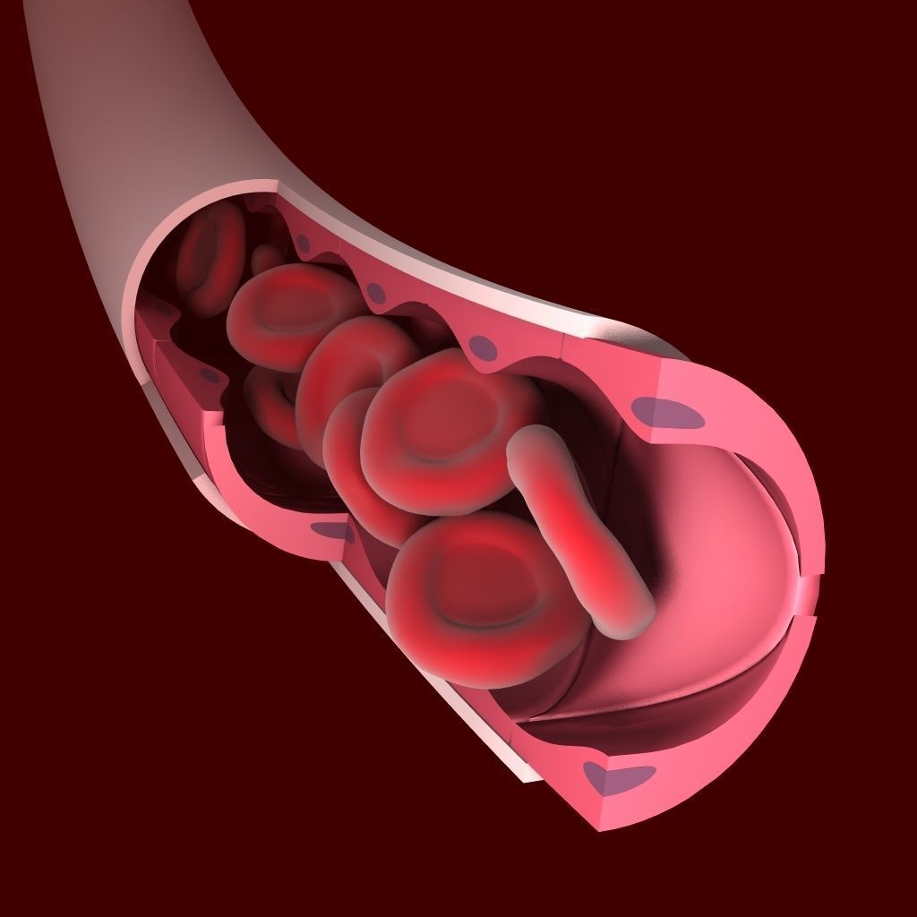 Blood Vessel Cutaway 3D model_2