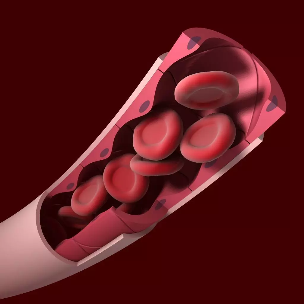 Blood Vessel Cutaway 3D model_0