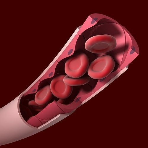 Blood Vessel Cutaway 3D model