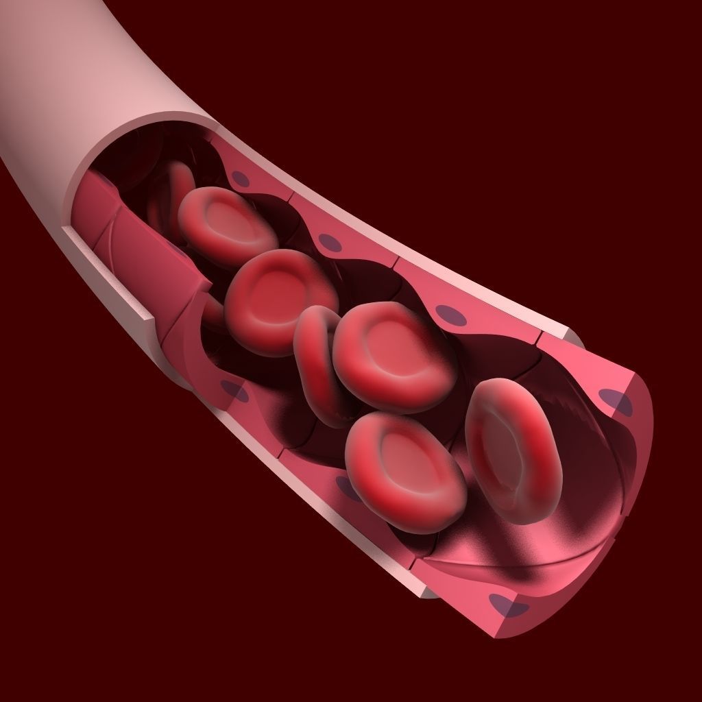 Blood Vessel Cutaway 3D model_1