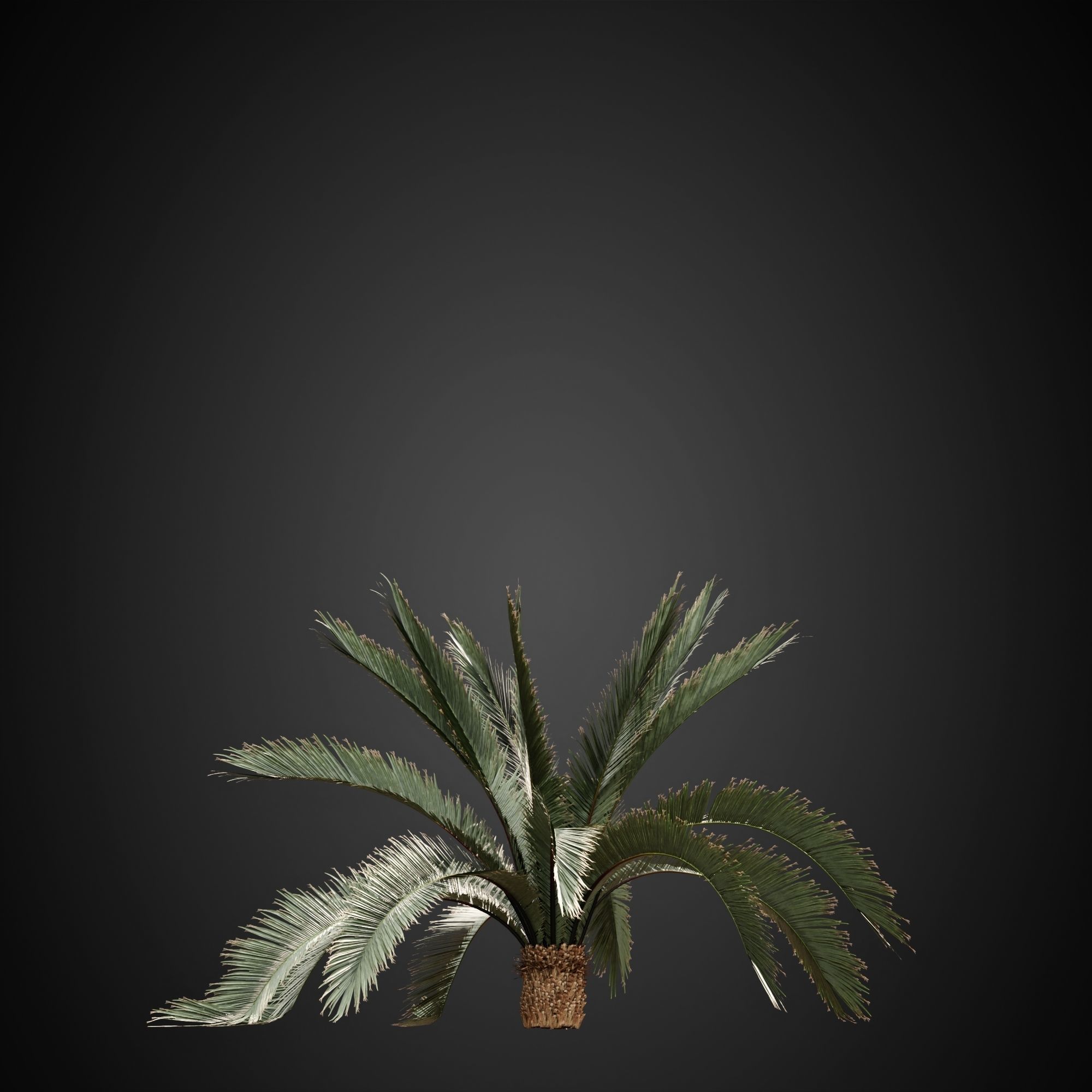 HeliosVegetation vol3 - Palm trees and bushes  CORONA 3D model_6