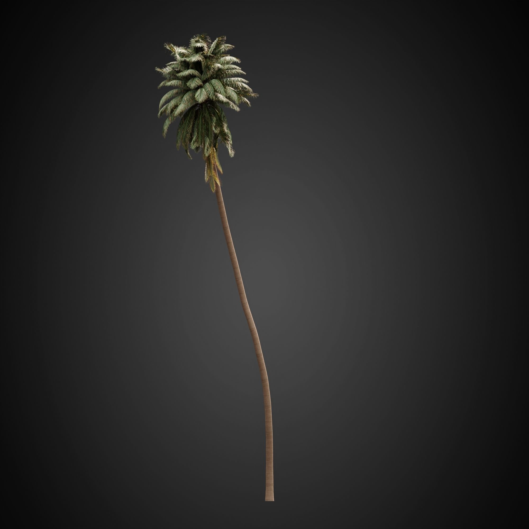 HeliosVegetation vol3 - Palm trees and bushes  CORONA 3D model_11