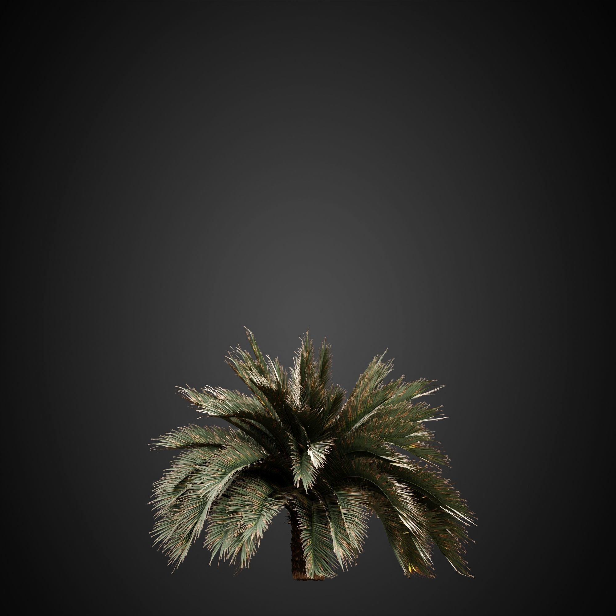 HeliosVegetation vol3 - Palm trees and bushes  CORONA 3D model_8