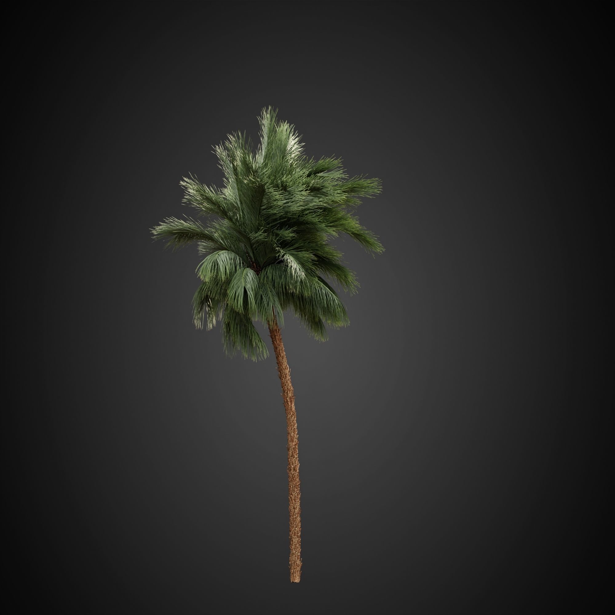 HeliosVegetation vol3 - Palm trees and bushes  CORONA 3D model_14