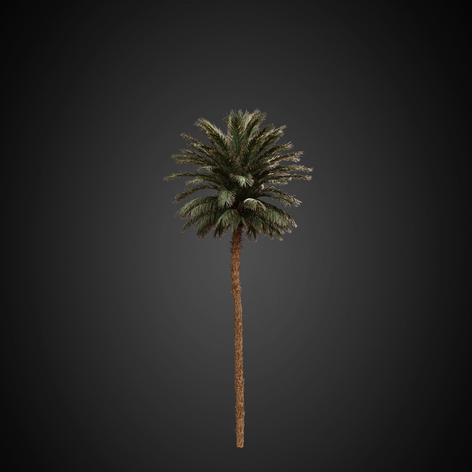 HeliosVegetation vol3 - Palm trees and bushes  CORONA 3D model_5