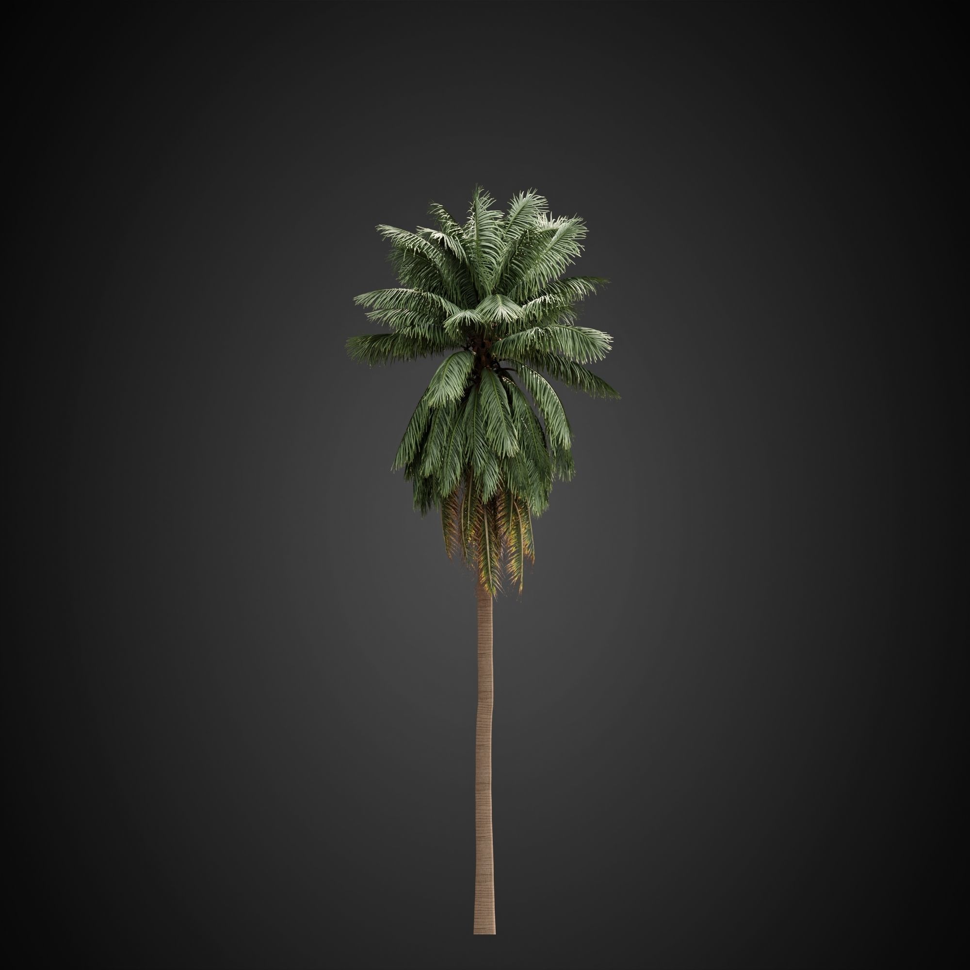 HeliosVegetation vol3 - Palm trees and bushes  CORONA 3D model_3