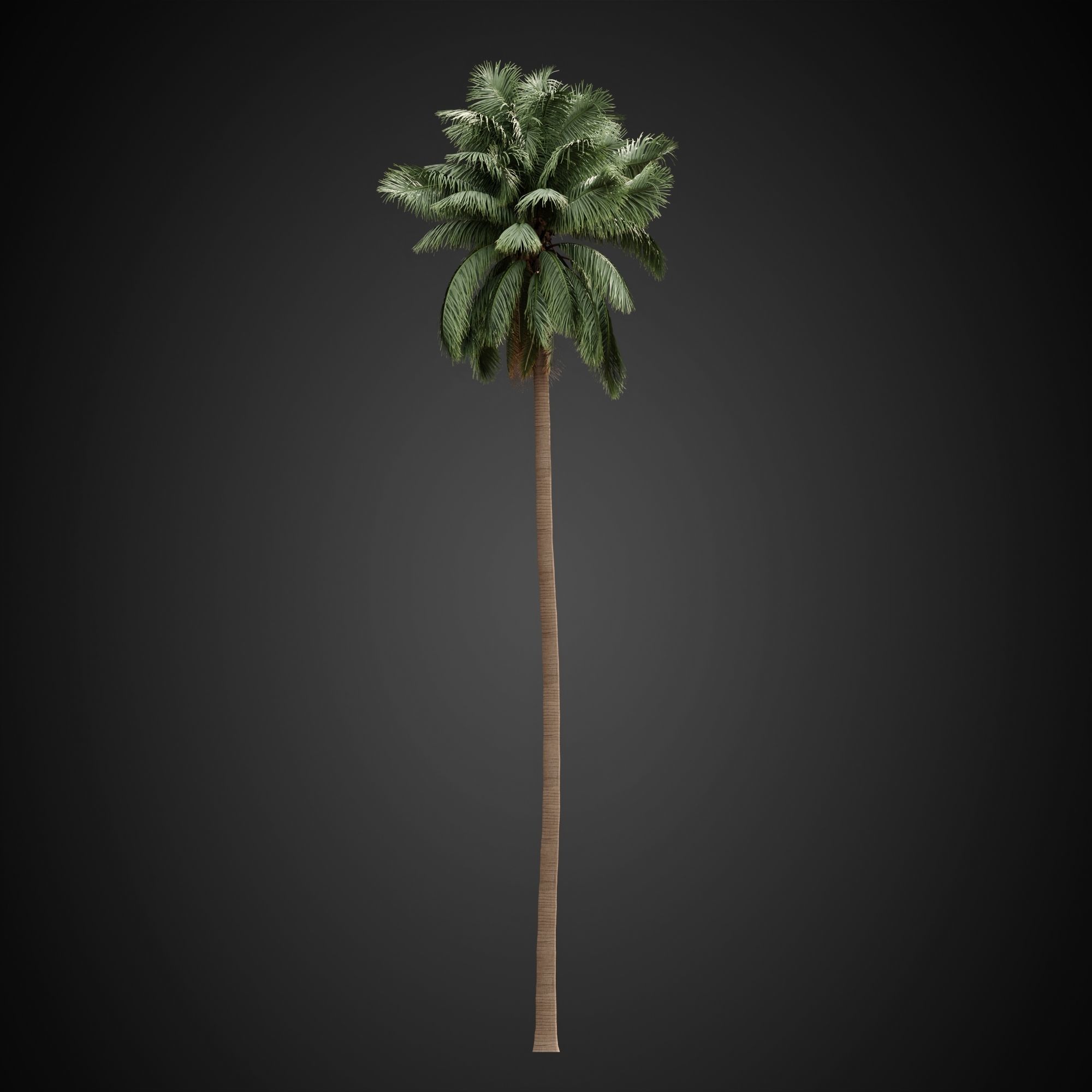 HeliosVegetation vol3 - Palm trees and bushes  CORONA 3D model_1