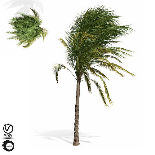 palm tree 10s 3D model