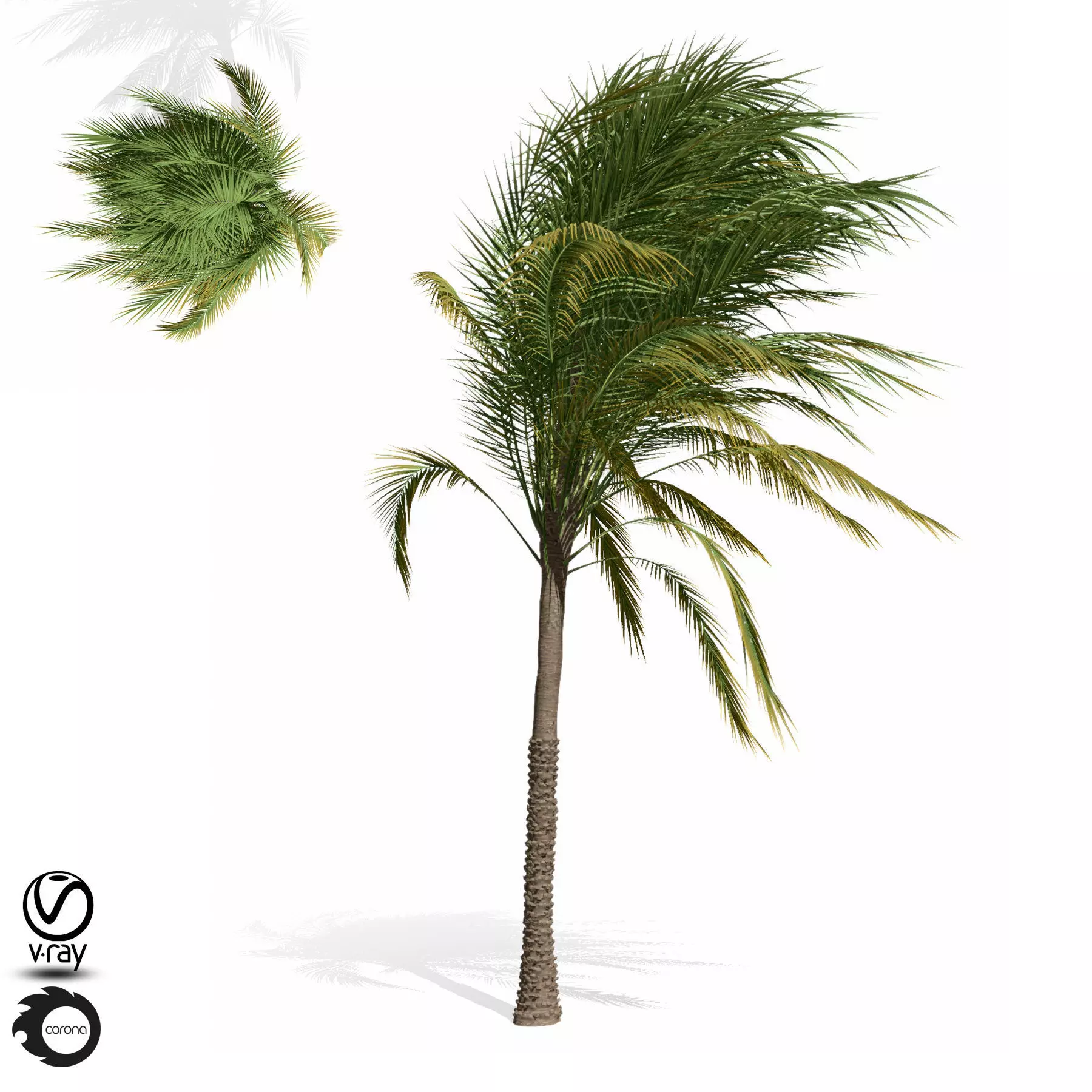 palm tree 10s 3D model_0