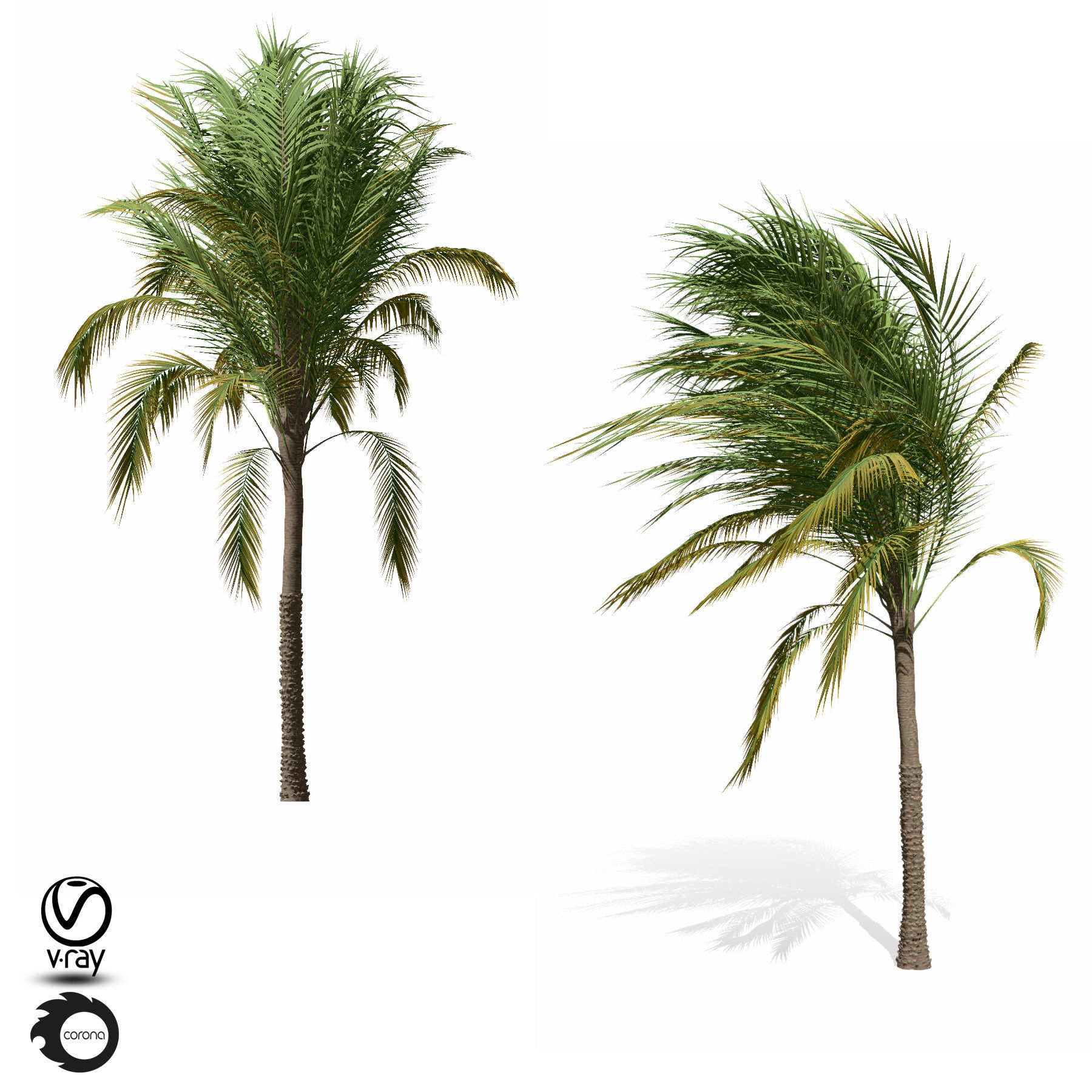 palm tree 10s 3D model_1