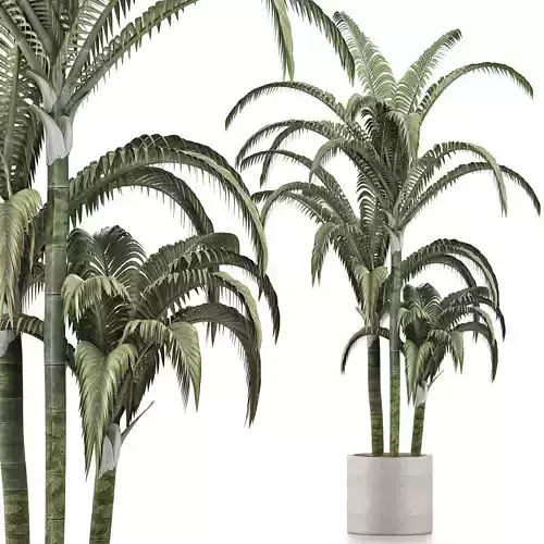 Plants Collection 136 Big Palm 3D model