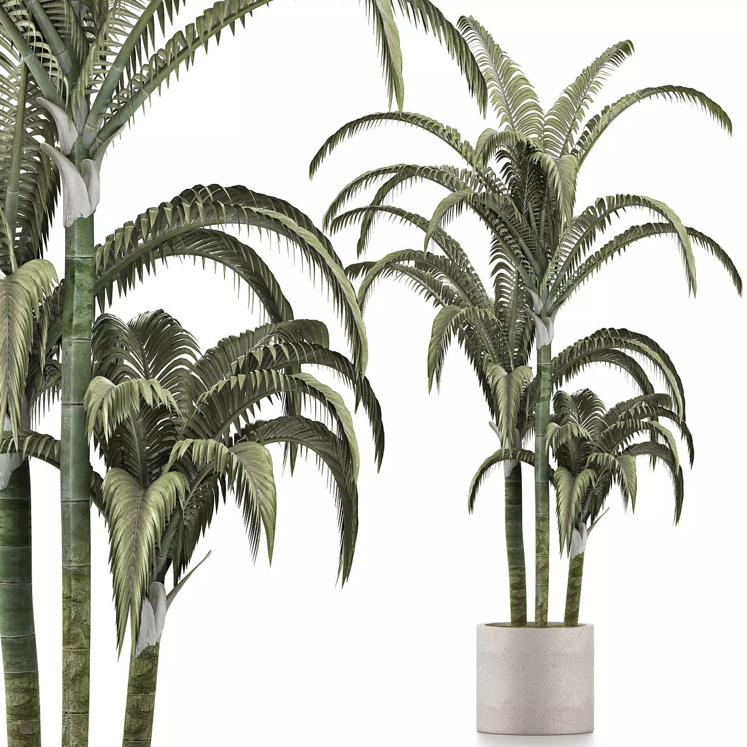 Plants Collection 136 Big Palm 3D model