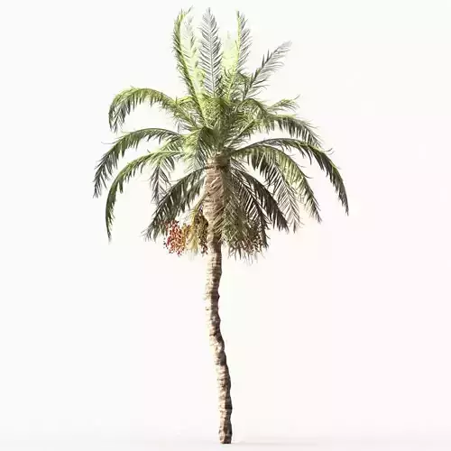 Date Palm tree collection 1 tree in the scene