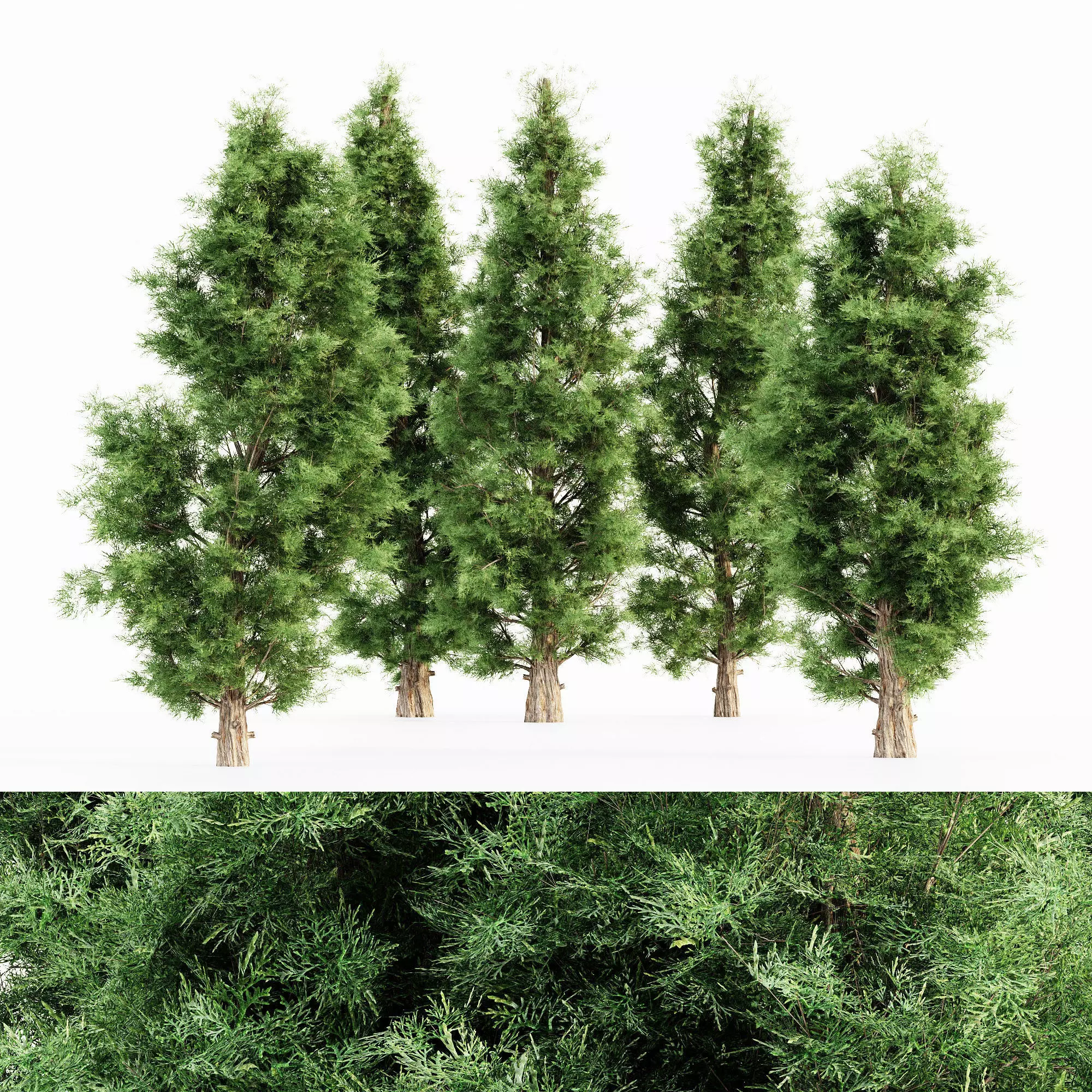 Eastern Red Cedar tree collection 5 trees in the scene 3D model